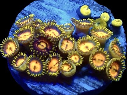 WYSIWYG  Zoanthid Frag Q11