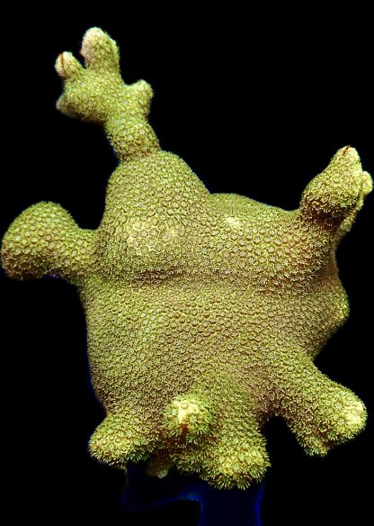 WYSIWYG 14A Gold Bullion Montipora Frag Extra Large