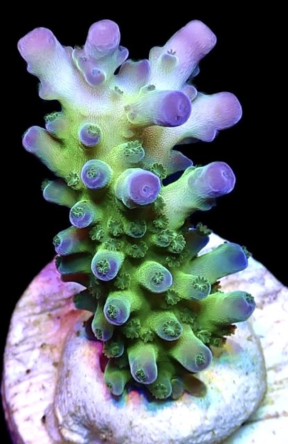 WYSIWYG 14G Violet Venom Acropora Frag