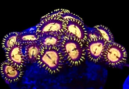 WYSIWYG Zoanthid Frag Q5