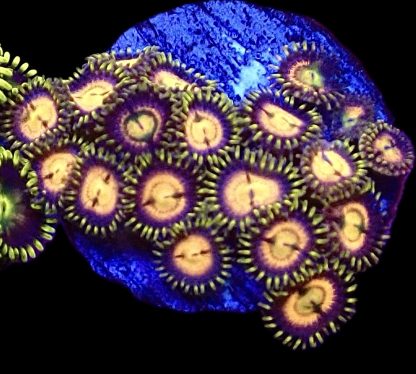 WYSIWYG  Zoanthid Frag Q11