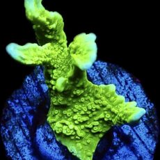 WYSIWYG 20J Elkhorn Montipora Frag