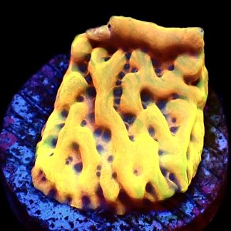 WYSIWYG 8B Beach Bum Montipora Frag