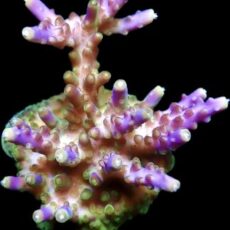 Purple Monster Acropora Frag
