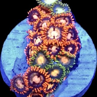WYSIWYG Zoanthid Frag B13