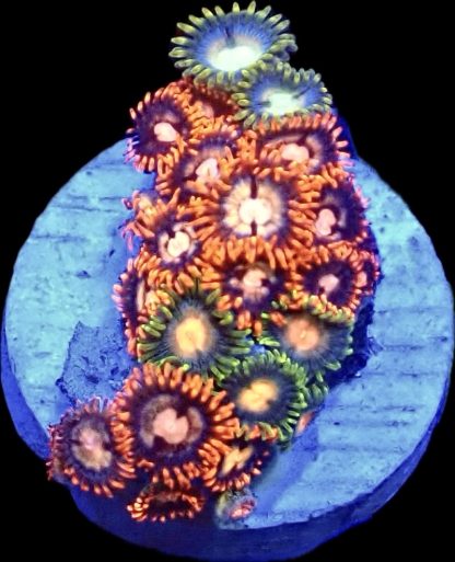 WYSIWYG Zoanthid Frag B13