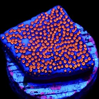 WYSIWYG 14B Superman Montipora Frag