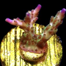 WYSIWYG 18D Pearlberry Acropora