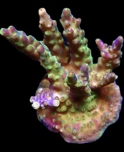 WYSIWYG 22i Purple Monster Acropora  Frag Large