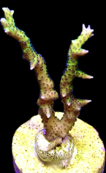 WYSIWYG 21G Lime Berry Hysterix Frag