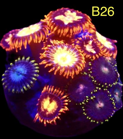 WYSIWYG  Zoanthid Frag B26