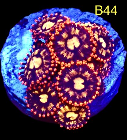 WYSIWYG Zoanthid Frag B44