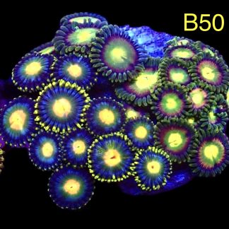 WYSIWYG Zoanthid Frag B50