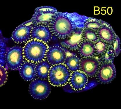 WYSIWYG Zoanthid Frag B50