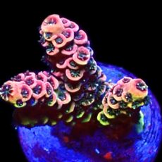 WYSIWYG 10E Rainbow Millepora Frag