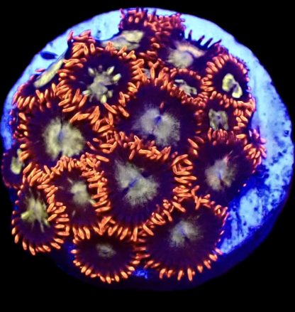 WYSIWYG Zoanthid Frag B22