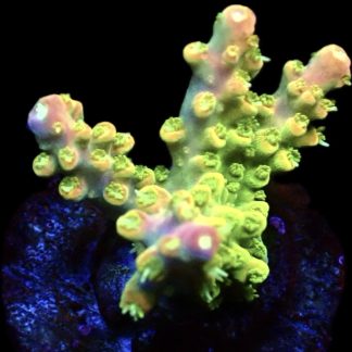 WYSIWYG 21G Rainbow Loom Acropora Frag