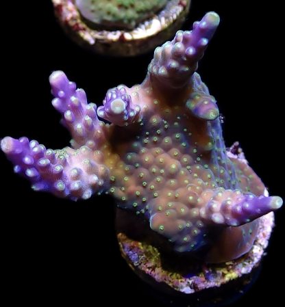 WYSIWYG 14F Purple Monster Acropora Frag