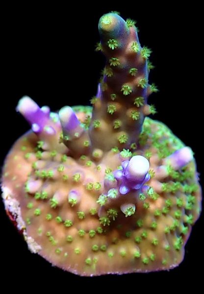 WYSIWYG 16G Acropora Frag