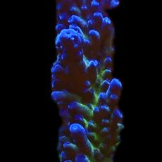 WYSIWYG 24i Miyagi Tort Acropora Frag XXL