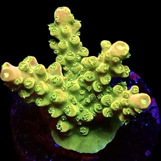 WYSIWYG 21G Rainbow Loom Acropora Frag