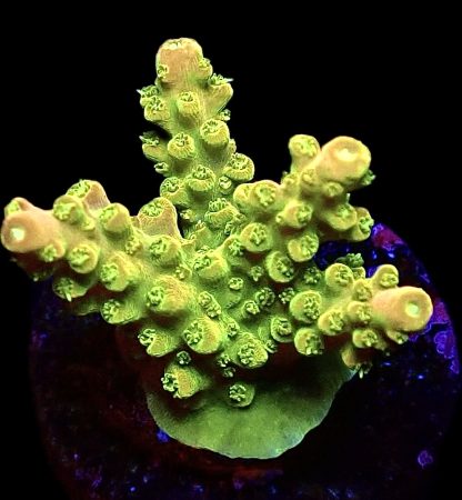 WYSIWYG 21G Rainbow Loom Acropora Frag
