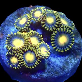 WYSIWYG Zoanthid Frag B41