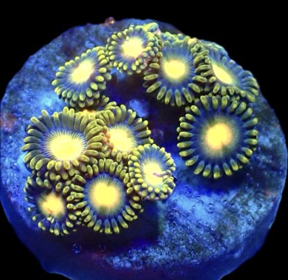 WYSIWYG Zoanthid Frag B41