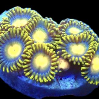 WYSIWYG Zoanthid Frag B43
