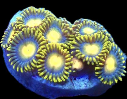 WYSIWYG Zoanthid Frag B43