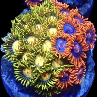 WYSIWYG Zoanthid Frag B44