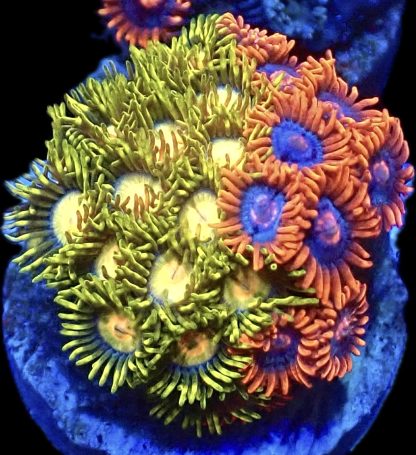 WYSIWYG Zoanthid Frag B44