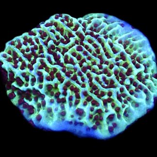 WYSIWYG 8D Jedi Mind Trick Montipora Frag