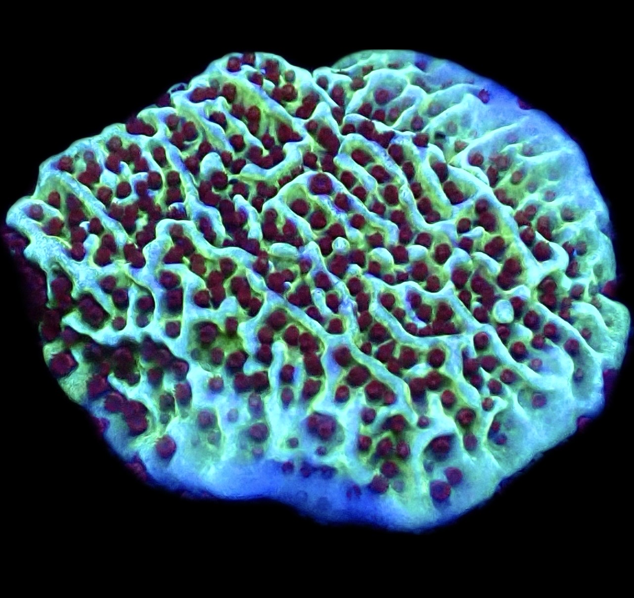 WYSIWYG 8D Jedi Mind Trick Montipora Frag