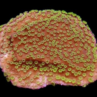 WYSIWYG 24D Montipora Frag