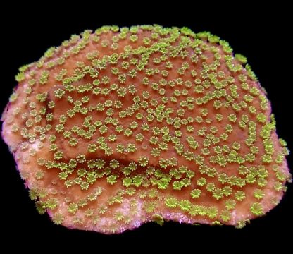 WYSIWYG 24D Montipora Frag