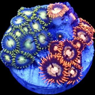 WYSIWYG Zoanthid Frag B8