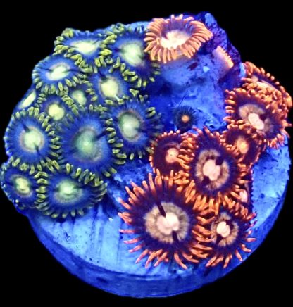 WYSIWYG Zoanthid Frag B8