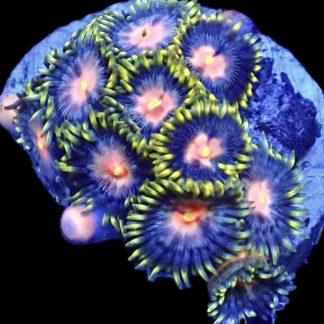 WYSIWYG Zoanthid Frag B15