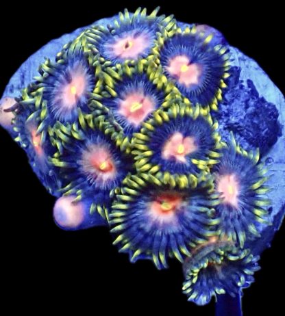 WYSIWYG Zoanthid Frag B15