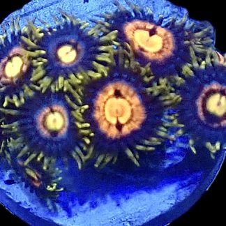 WYSIWYG Zoanthid Frag B37
