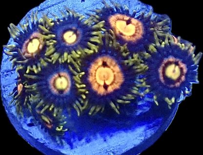 WYSIWYG Zoanthid Frag B37