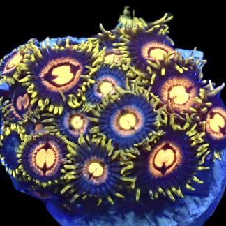WYSIWYG Zoanthid Frag B38
