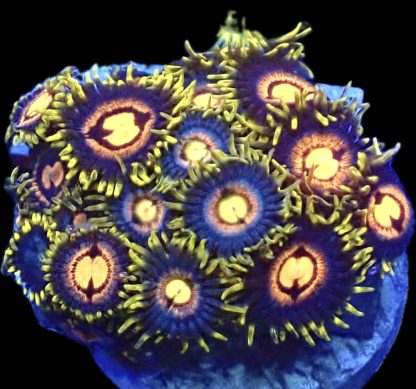 WYSIWYG Zoanthid Frag B38