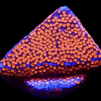 WYSIWYG 8J Superman Montipora Frag