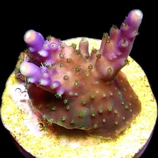 WYSIWYG 17F Purple Monster Acropora Frag