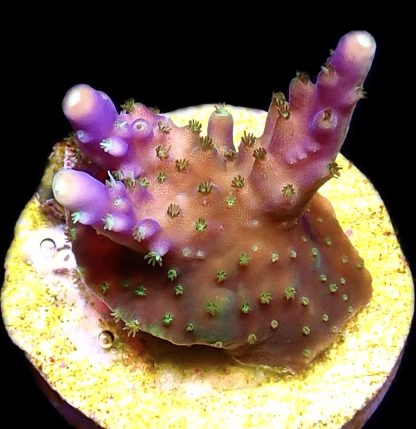 WYSIWYG 17F Purple Monster Acropora Frag