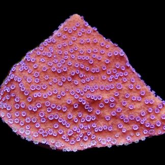 WYSIWYG 22B Purple Haze Montipora Frag