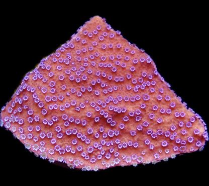 WYSIWYG 22B Purple Haze Montipora Frag