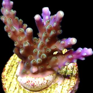 WYSIWYG 19J Purple Monster Acropora Frag